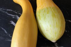 summer_squash