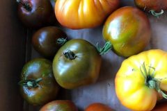 heirloom tomatoes