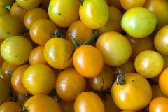 yellow tomatoes